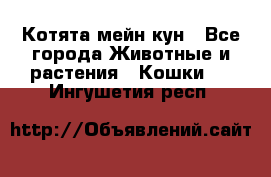 Котята мейн кун - Все города Животные и растения » Кошки   . Ингушетия респ.